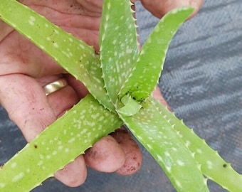 Aloe Vera Plant - Tropical Succulent, Miracle Plant