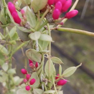 Dischidia pectinodes aka Ant Plant