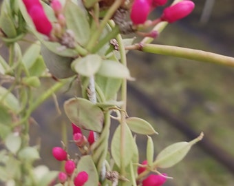 Dischidia pectinodes aka Ant Plant