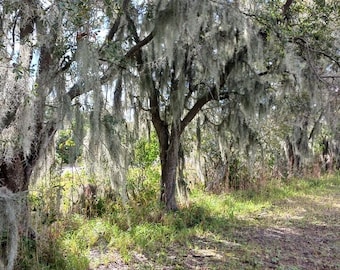 Spanish Moss Bromeliad Tillandsia usneoides Air Plant craft mulch