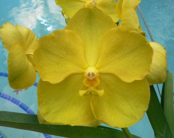 Orchid Vanda 3 Plants of Yellow Color Special Pack Exotic Tropical Hanging Plant
