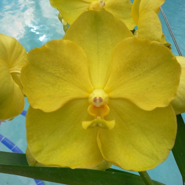 Orchid Vanda 3 Plants of Yellow Color Special Pack Exotic Tropical Hanging Plant