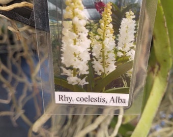 Orchidea Vanda Rhynchostylis coelestis alba Bianco