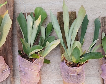 Staghorn Fern Platycerium hillii mounted Tropical Hanging Plant