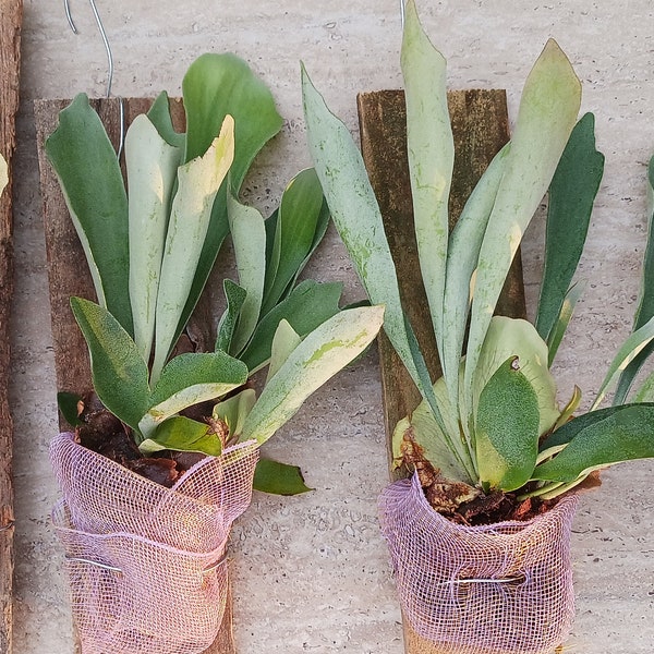 Staghorn Fern Platycerium hillii mounted Tropical Hanging Plant