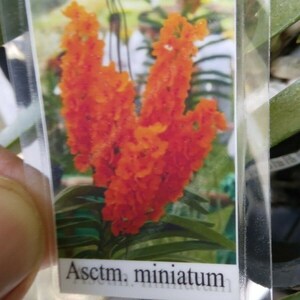 Orchid Vanda Ascocentrum miniatum Micro Miniature Exotic Tropical Hanging Plant image 2