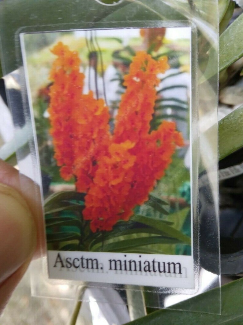 Orchid Vanda Ascocentrum miniatum Micro Miniature Exotic Tropical Hanging Plant image 2