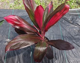 Ti Plant Cordyline fruticosa variety 3 pack Tropical Plant