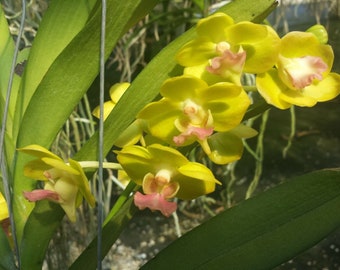 Orchid Vanda Photisan fragrant Mad Happenings hanging plants
