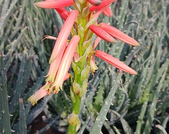 Aloe Humilis Blue Dwarf Hedgehog Succulent Cactus Tropical Plant - Etsy