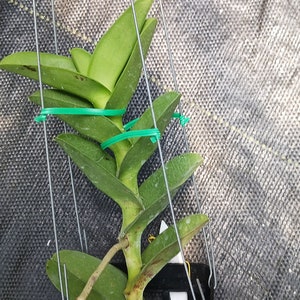 Orchid Trichoglottis atroperpurea Tropical Hanging Plant image 5