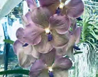 Orchid Vanda Prapathom Gold x coerulea blue-grey