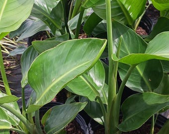 Strelitzia White Bird of Paradise Tropical Plant