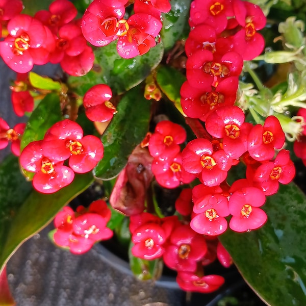 Various size Euphorbia milii Crown of Thorns Dwarf Madagascar Africa Catus Succulent Plant