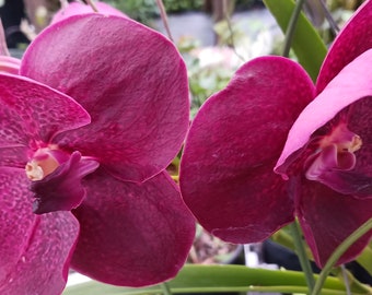 Orchid Vanda Mem Ted Carter Burgundy Tropical hanging plant