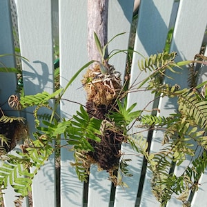 May include: Three small plants with green foliage are mounted on driftwood, attached to a light blue slatted chair. The plants are surrounded by a brown, fibrous material. The chair is outdoors in natural light.