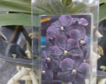 Orchid Vanda Gracie's Heartthrob Tropical Hanging Plant