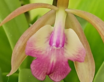 Orchid Epi magnoliae x C Landate  mounted on coconut husk Tropical Hanging Plant