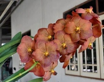 Orchid Vanda Pranom Tuan Sunset No 95