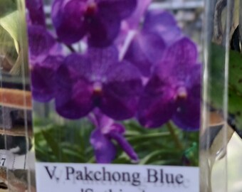 Orchid Vanda Pakchong Blue Sathien Tropical Hanging Plants