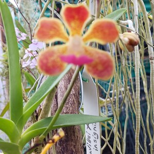 Orchid Vanda Banshee V loiuvillei x insignis mounted on driftwood Hanging Plants image 10