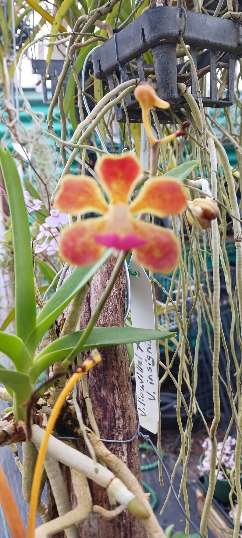 Orchid Vanda Banshee V loiuvillei x insignis mounted on driftwood Hanging Plants image 10