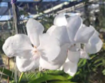 Orchid Vanda Pakchong Blue Mutation Alba