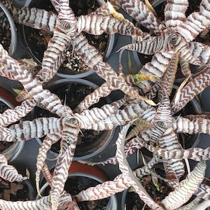 May include: Close-up of a group of potted plants with striped, white and brown leaves. The plants are arranged in a circular pattern, creating a visually appealing display.