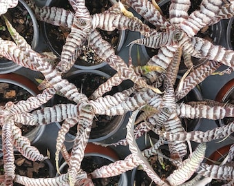 Bromeliad Cryptanthus Absolute Zero Tropical Plant