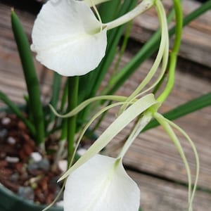 May include: Close-up of a white orchid flower with long, thin, pale green petals and stems. The flower has a large, rounded petal and is set against a background of green leaves and a wooden surface. The plant is in a green pot.