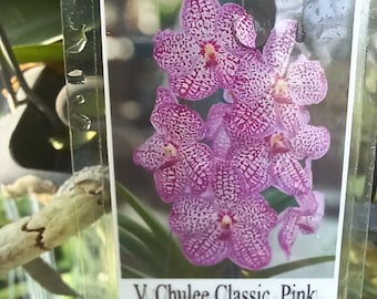 Orchid Vanda Chulee Blue Classic or Pink Classic Tropical Hanging Plants
