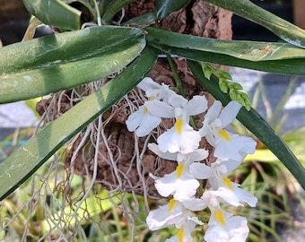 Orchid Rodriguezia venusta mounted on cork Micro Miniature Tropical hanging plant