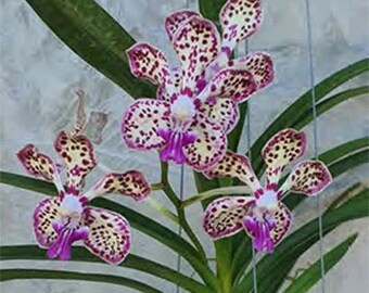 Orchid Vanda Mimi Palmer x luzonica Hanging Plant Fragrant