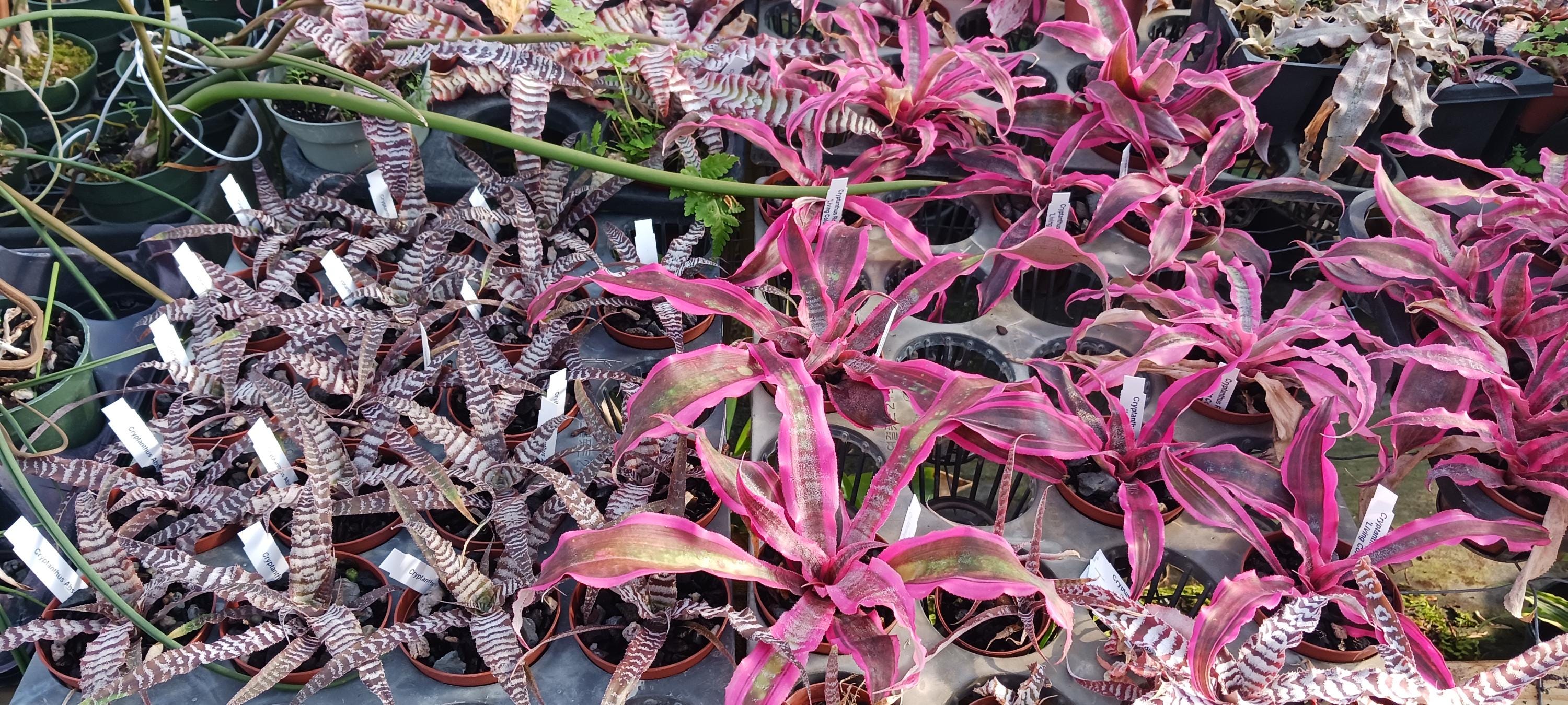 Cryptanthus Bromeliad - Etsy