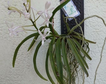 Orchid Vanda Lou Sneary alba Hanging Plant
