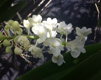 Orchidea Vanda Rhynchostylis gigantea alba Profumata