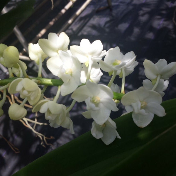 Orchid Vanda Rhynchostylis gigantea alba Fragrant