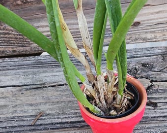 Orchid Cattleya Brasavola hybrid Blooming Size in hand painted pot