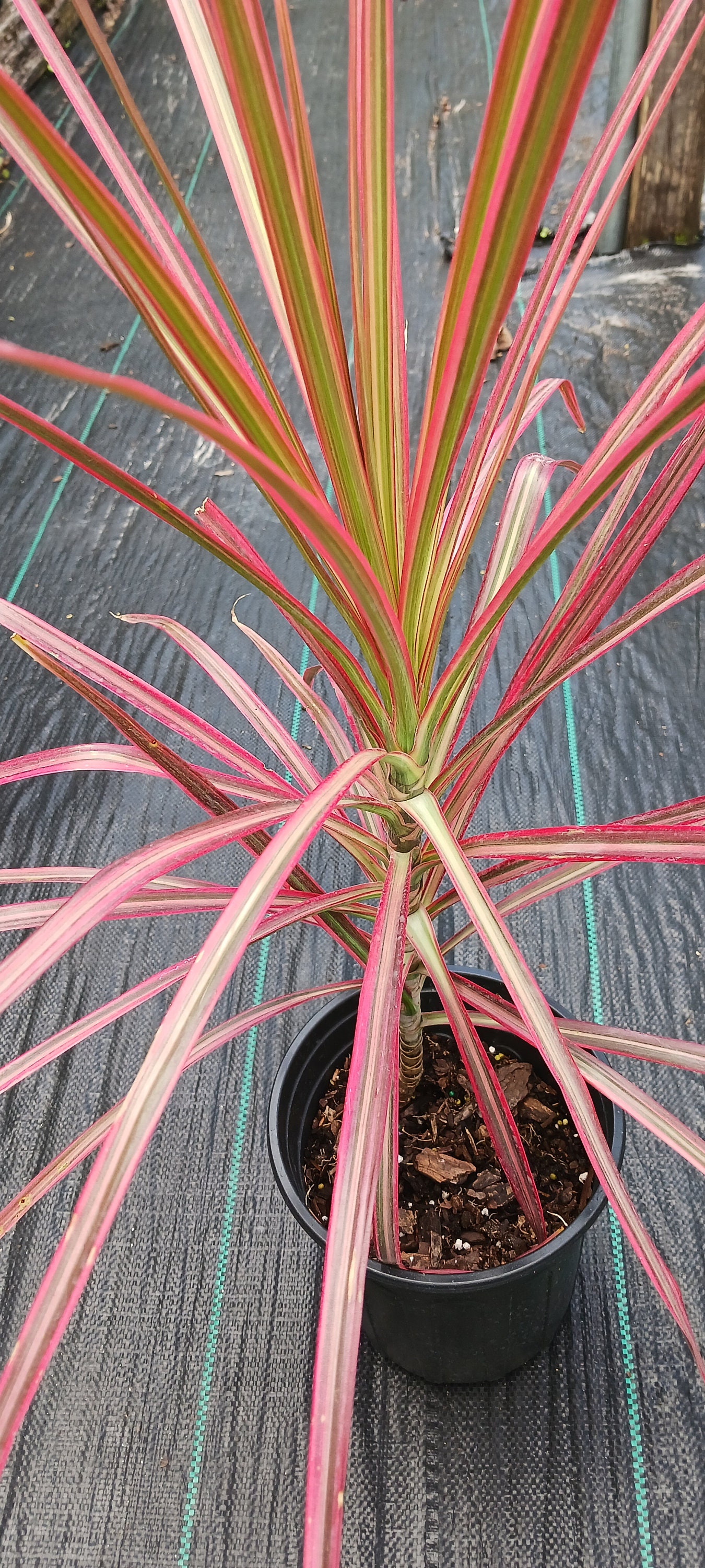 Dracaena Marginata Tricolor Dragon Plant Pink Aka Colorama Tropical - Etsy