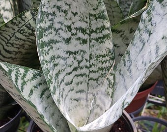 Sansevieria Superba futura Zeylancia Robusta Succulent Madagascar Africa Plant
