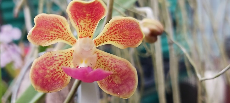 Orchid Vanda Banshee V loiuvillei x insignis mounted on driftwood Hanging Plants image 1