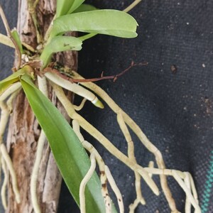 Orchid Vanda Banshee V loiuvillei x insignis mounted on driftwood Hanging Plants image 7