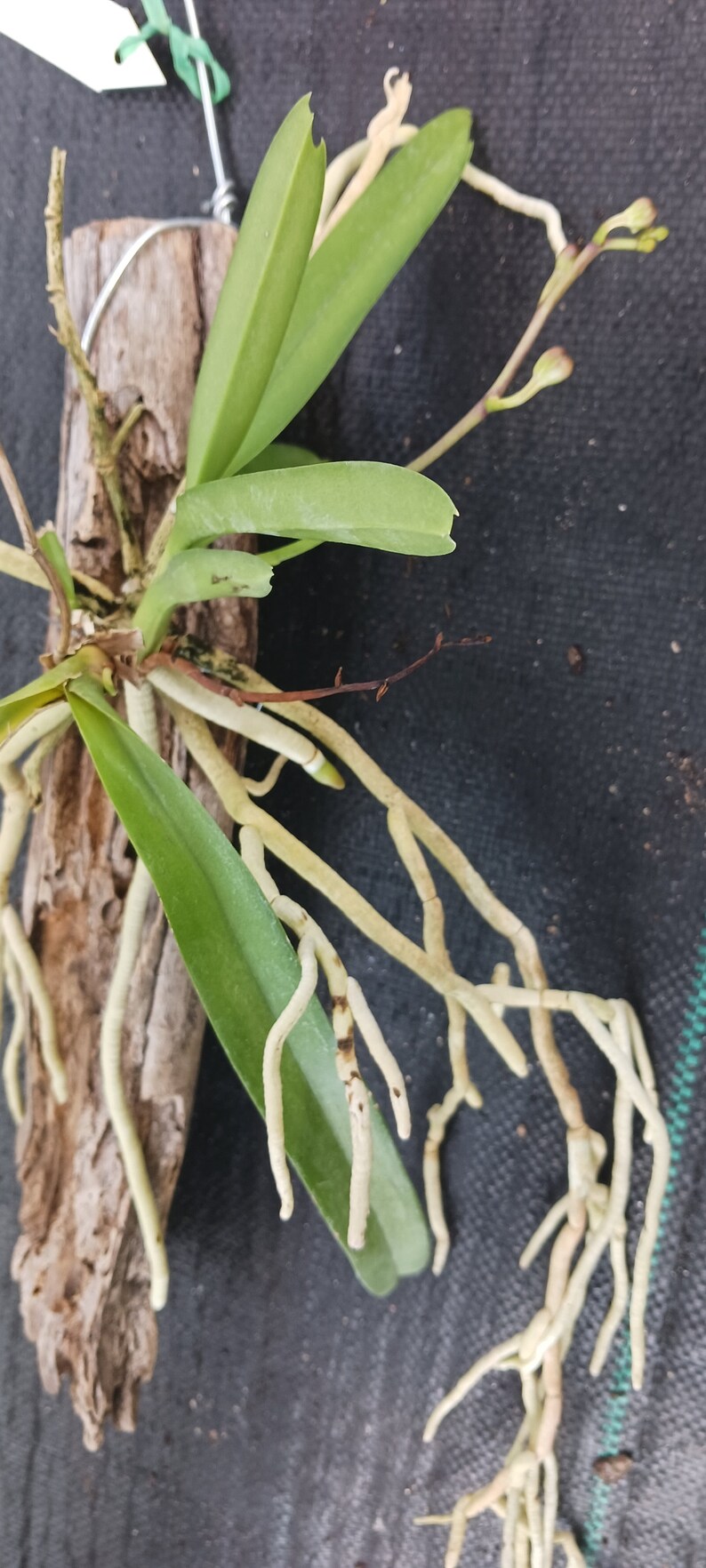 Orchid Vanda Banshee V loiuvillei x insignis mounted on driftwood Hanging Plants image 7