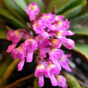 May include: Close-up of a cluster of small, vibrant pink flowers with yellow centers. The flowers are in full bloom, showcasing their delicate petals. The background features green leaves, providing a natural contrast to the bright blossoms. The image highlights the beauty of a flowering plant.