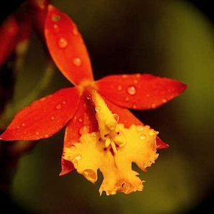 May include: Close-up of a vibrant orange and yellow orchid flower with water droplets. The petals are a bright orange, and the center is a striking yellow. The flower is set against a blurred green and brown background.