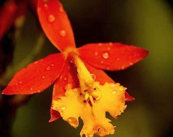 Orchid Epidendrum radicans Tropical Plant rooted divisions