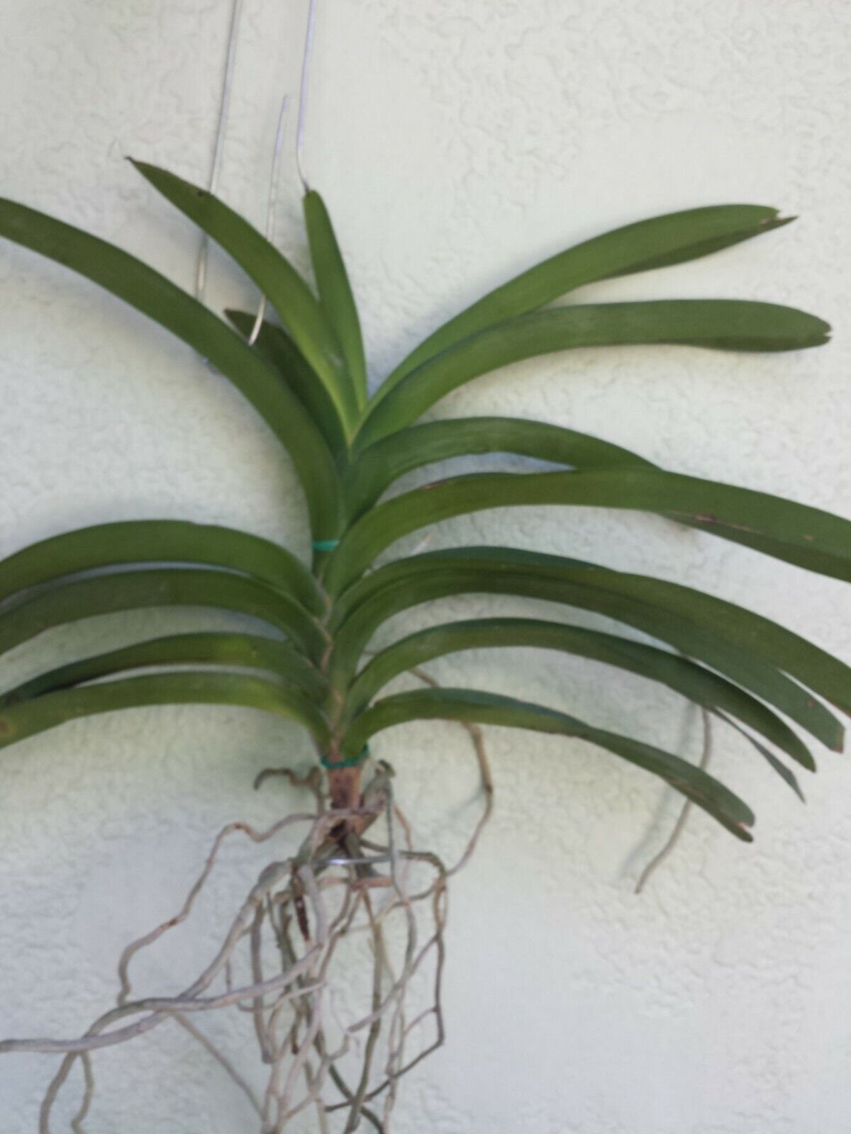 Orchid Vanda Wire Hanger Adjustable Length 22 36 No Basket Etsy