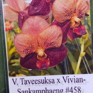 Orchid Vanda Taveesuka x Vivian-Sankamphaeng 458 Tropical Hanging Plants image 3
