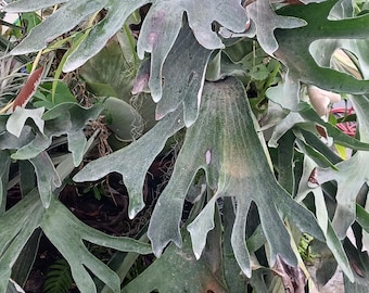 Staghorn Fern Platycerium hillii Tropical Hanging Plant Large multi-head plants