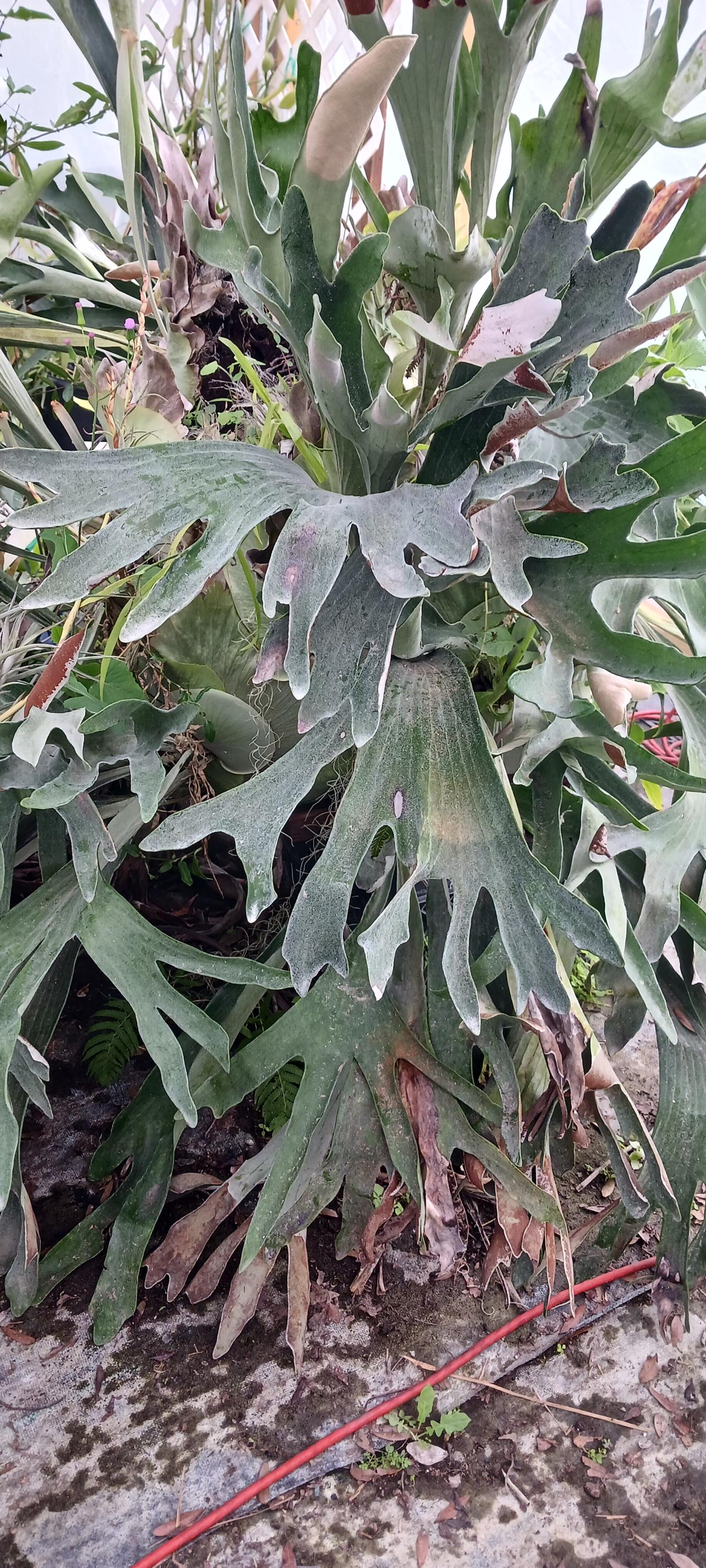 Platycerium Hillii - Etsy